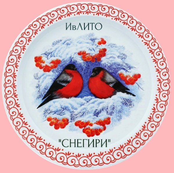 Снегирь круглый