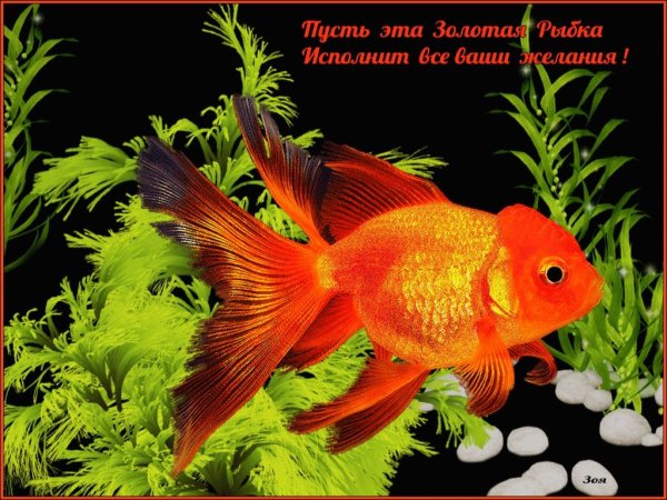 Золотая рыбка исполнение желаний