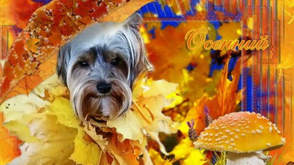 Осенний привет