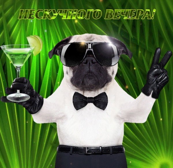 Хорошего вечера прикольные