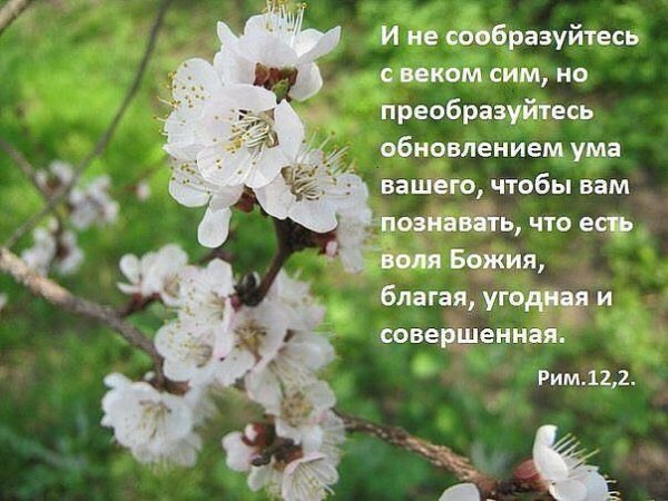 Открытки со стихами из Библии