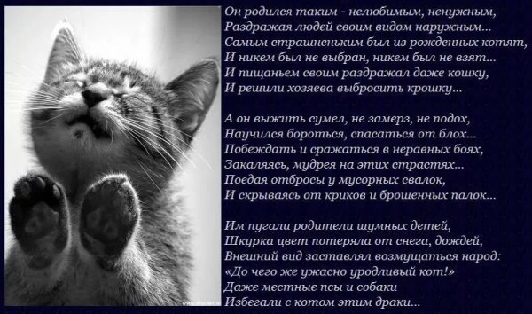 Стих про кота грустный