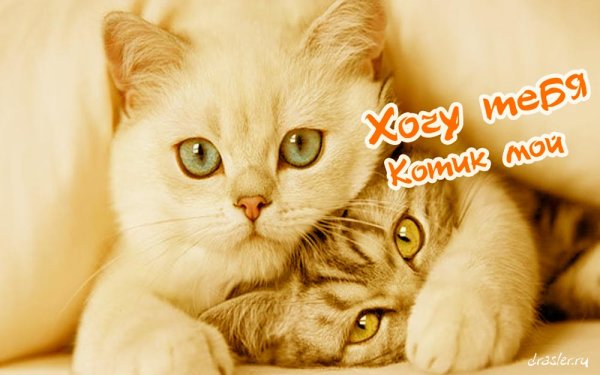 Котик мой любимый