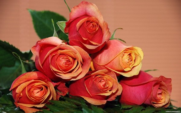 Открытки с розами