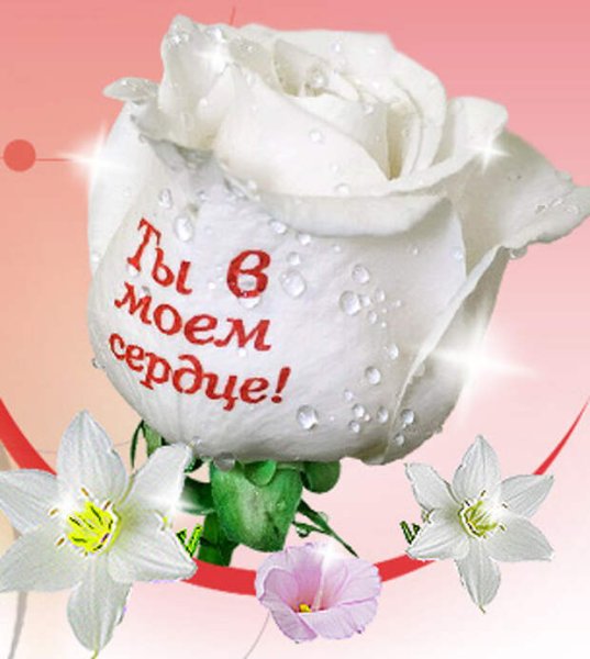 Белые розы для любимой девушки с надписями
