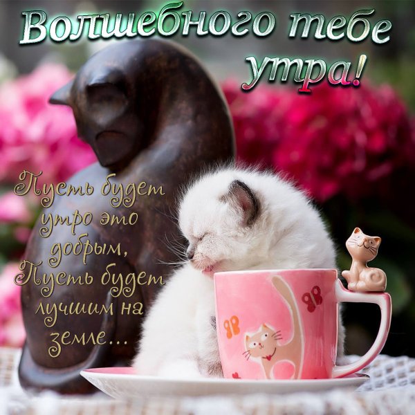 Забавные пожелания с добрым утром