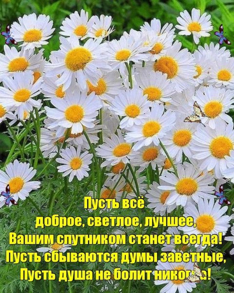 Ромашка с пожеланиями