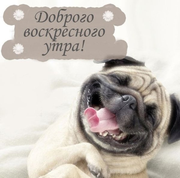 Котики Долотова утро