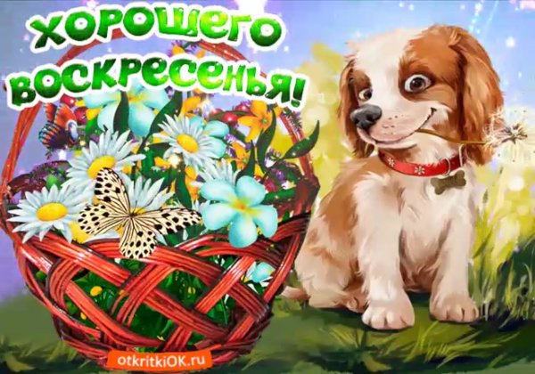 Открытки с воскресеньем прикольные