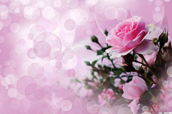 Белый фон с цветами