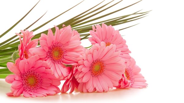 С днем рождения цветы