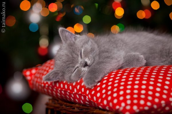 Котенок. Спокойной ночи!