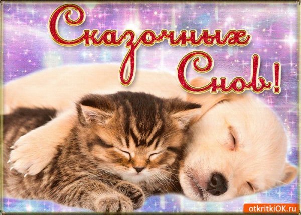 Спокойной ночи котик