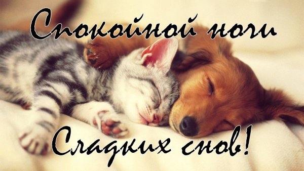 Доброй ночи с котятами