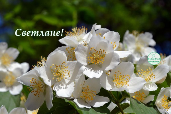 Цветы Светлане красивые