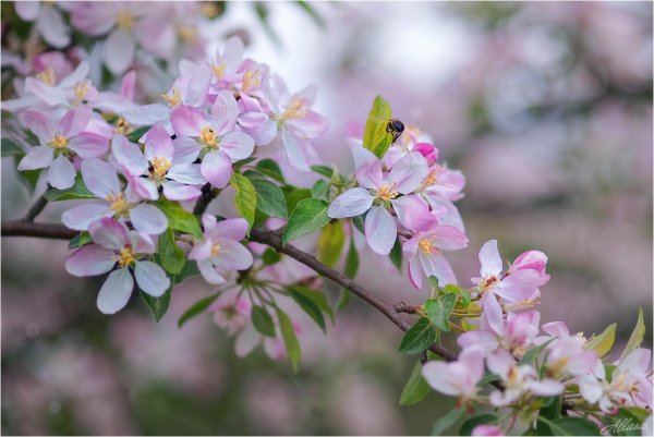 Яблоня цветение гнбо