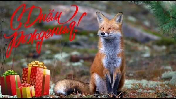 С днем рождения, Лисенок!