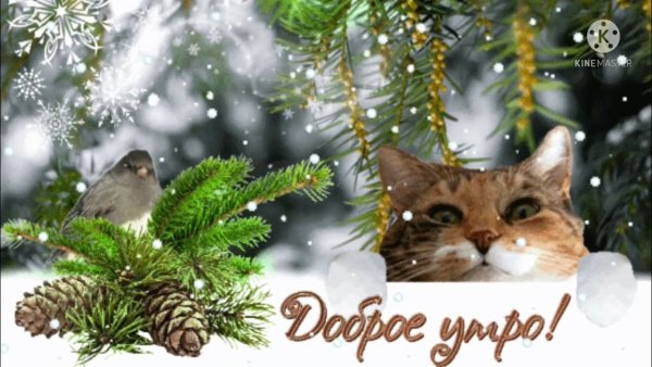 Открытки с добрым зимним утром и котенком