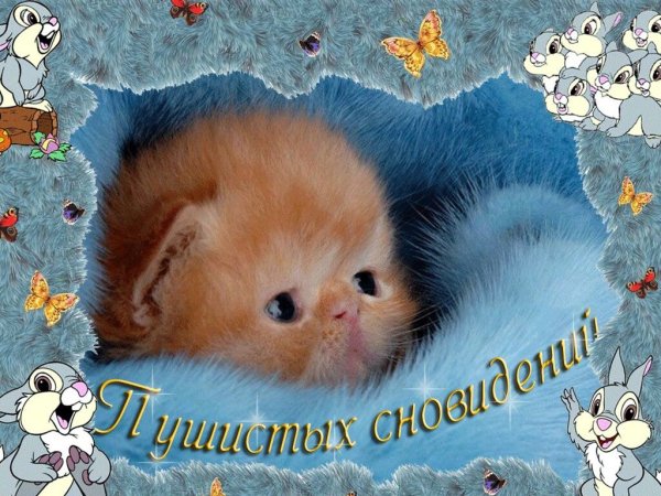 Сладких снов котенок