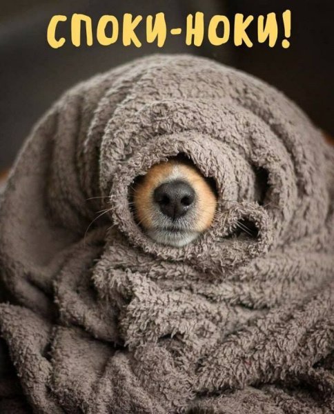 Открытки споки ноки прикольные