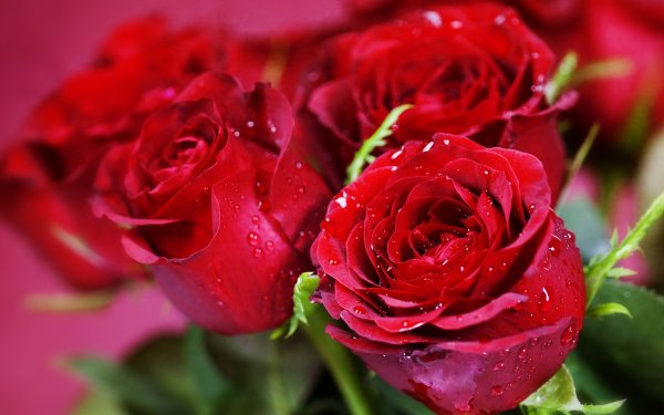 Красивый букет роз