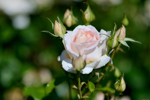 Пожелания хорошему человеку