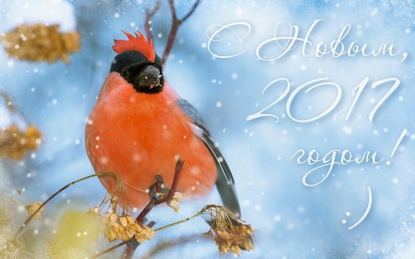 Новогодние открытки со снегирями