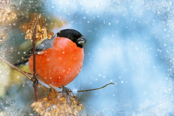 Снегири обои