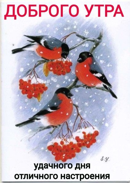Открытка "Снегири"