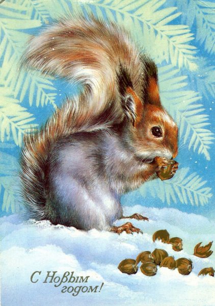 Белка зимой