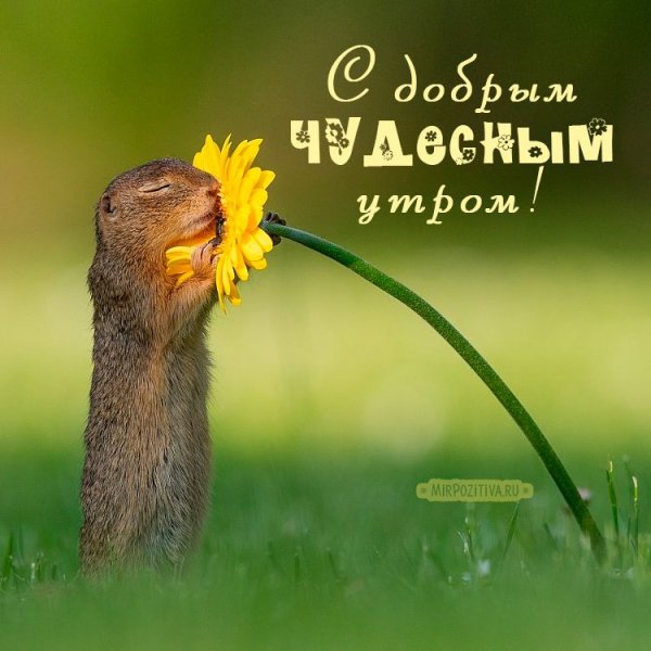 Дик Ван Дейн суслик