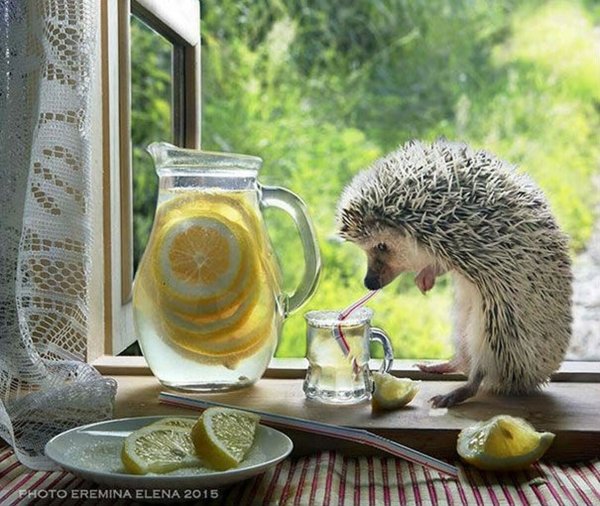 Фотограф Елена Еремина Симба