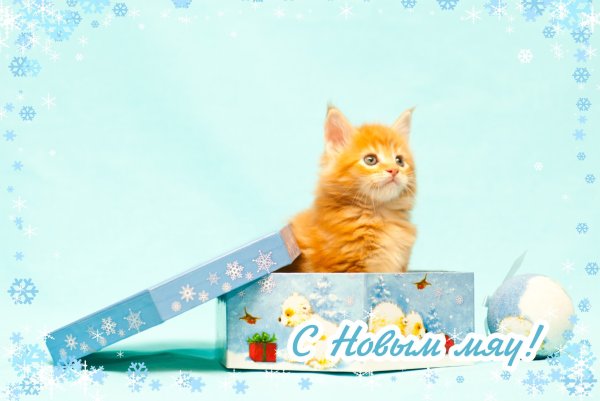 Кот поздравляет с новым годом