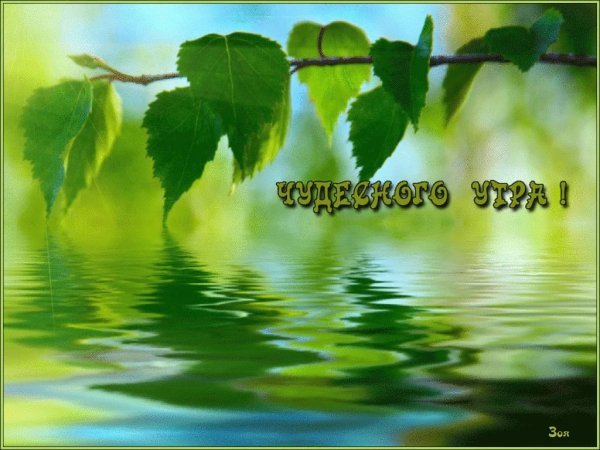 Доброго утра и хорошего дня березы