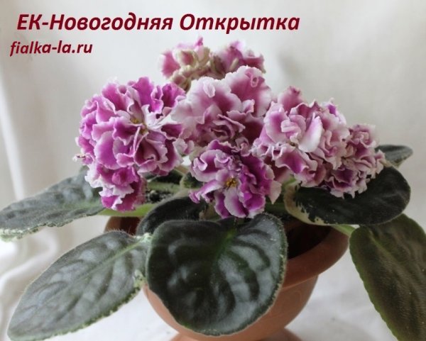 Фиалка ЕК Новогодняя открытка