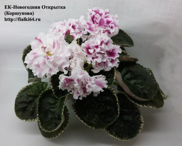 Фиалка Новогодняя открытка