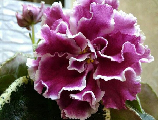 ЕК смородиновый десерт фиалка