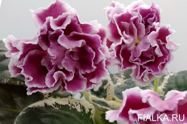 Фиалка ЕК Новогодняя открытка