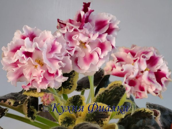 Сенполия ЕК-Новогодняя открытка