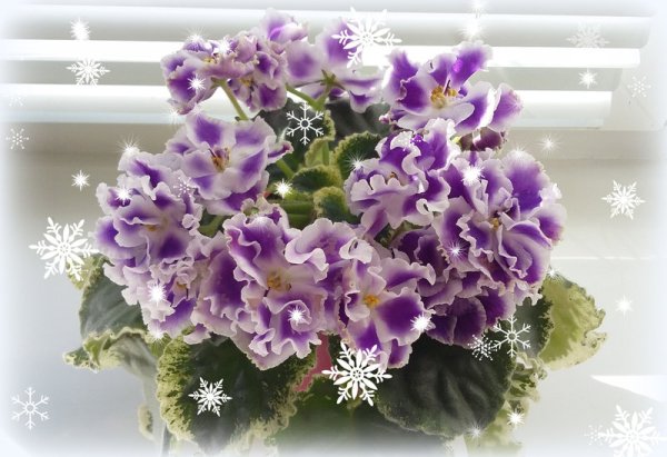 Фиалка ЕК Новогодняя открытка