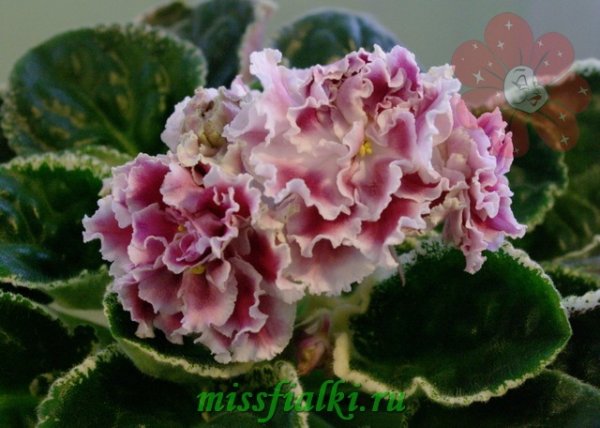 Сорт фиалки Новогодняя открытка