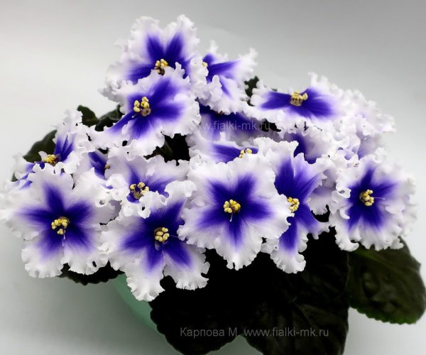 Фиалка ЛФ Леночка