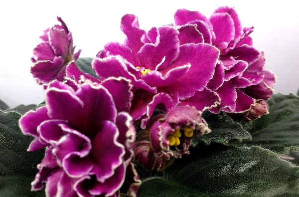 Фиалка ЕК любовь