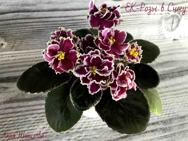 Фиалка новогодний фейерверк