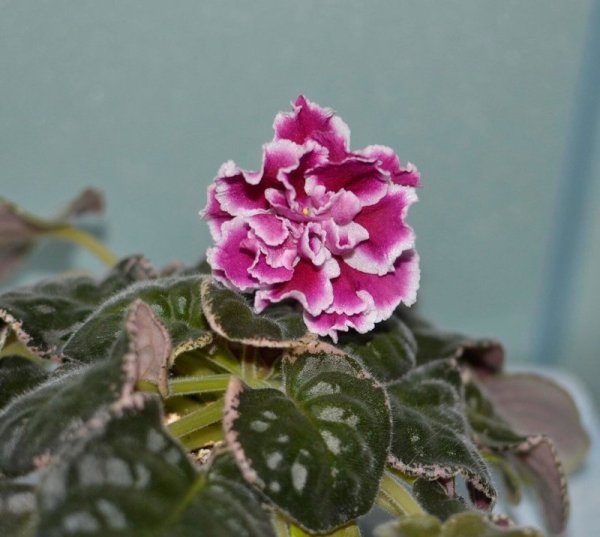 ЕК новогодние хлопушки фиалка