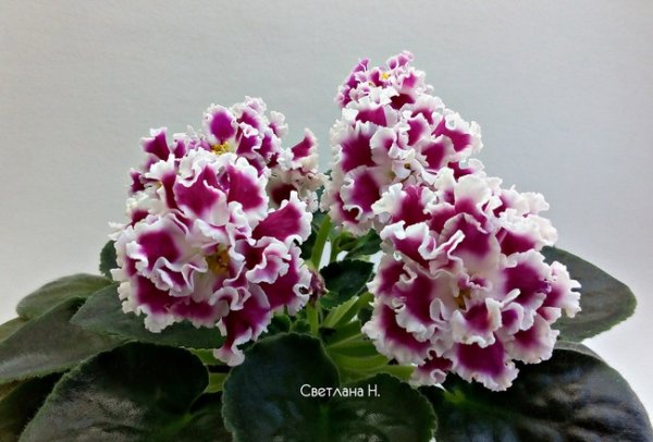 Фиалка АВ курага