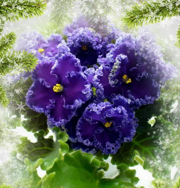 Фиалка сорт ЕК гейша