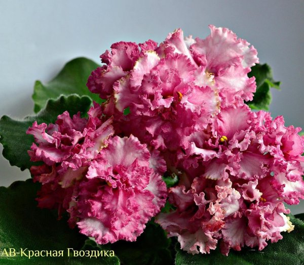 Фиалка новогодний фейерверк