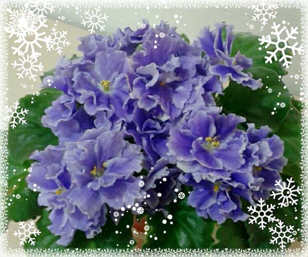 Новогодние фиалки