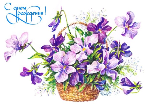 Фиалка Snuggles Lady Dawn (s. Sorano)